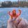 Rod Crab - Rutenklammer